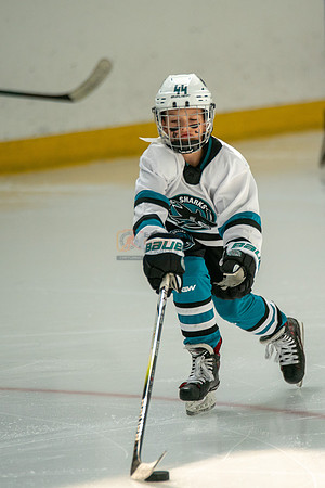sharks-may2-0048