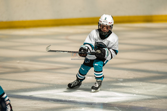 sharks-may2-0182