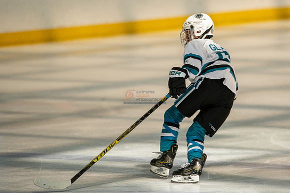 sharks-may2-0138