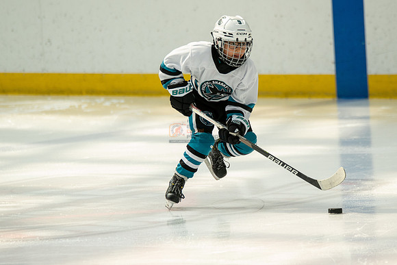 sharks--may1-0038