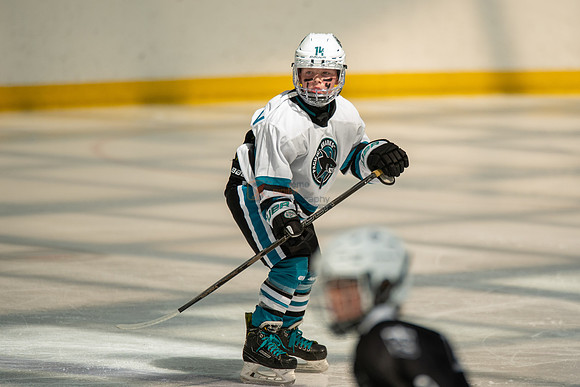 sharks-may2-0157