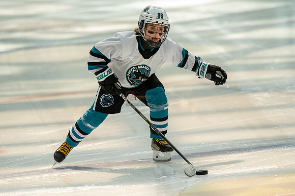 sharks--may1-0029