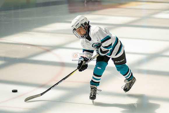 sharks-may2-0007