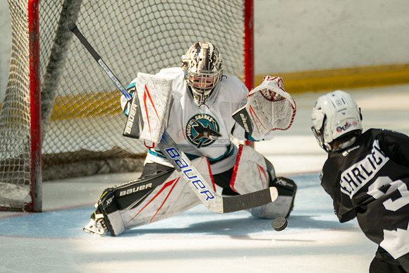 sharks-may2-0239