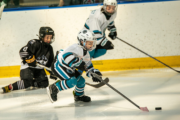 sharks-may2-0211