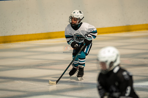 sharks-may2-0155