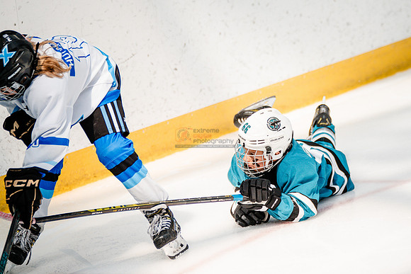 Sharks-may3-0242