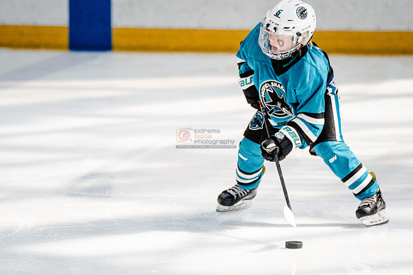 Sharks-may3-0167