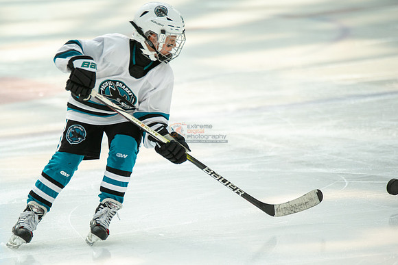 sharks--may1-0034