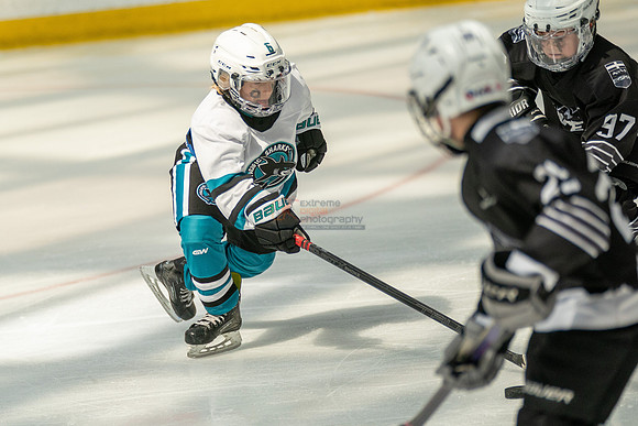 sharks-may2-0256