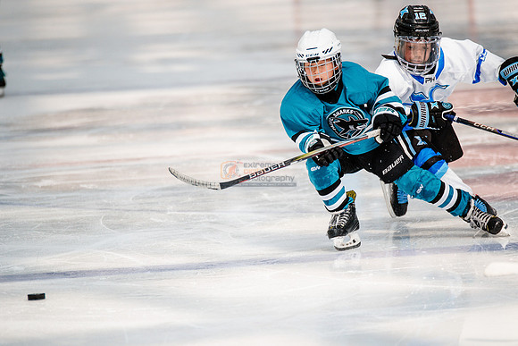 Sharks-may3-0191