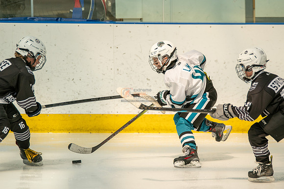 sharks-may2-0141
