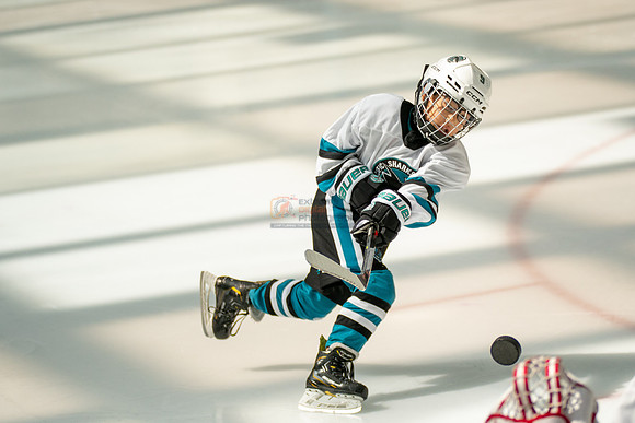 sharks-may2-0005
