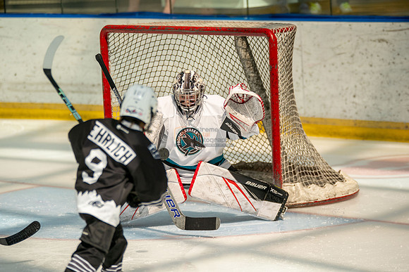 sharks-may2-0094