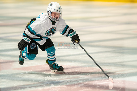sharks-may2-0085