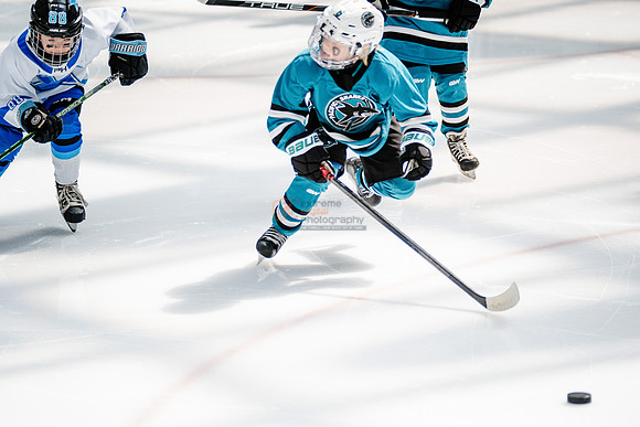 Sharks-may3-0091