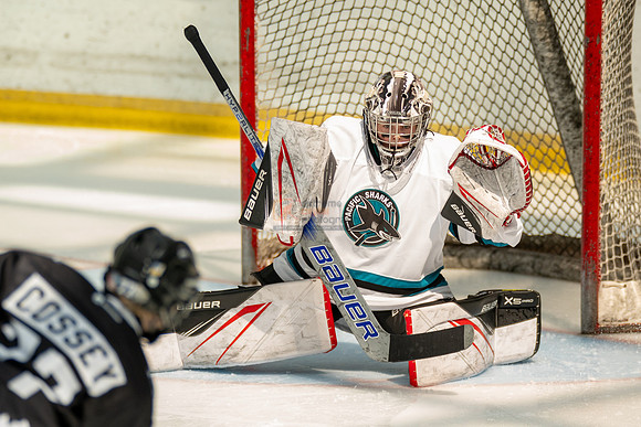 sharks-may2-0093