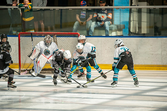 sharks-may2-0174