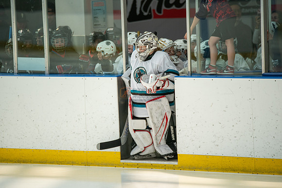 sharks--may1-0001