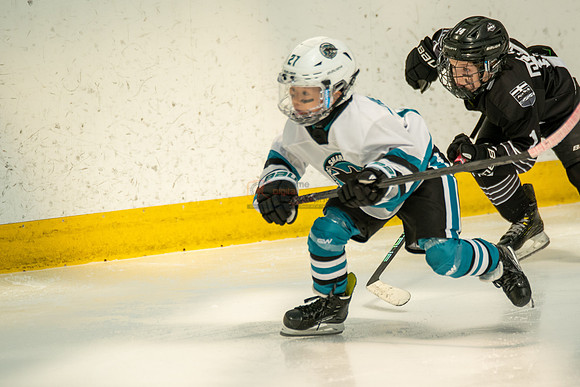 sharks-may2-0262