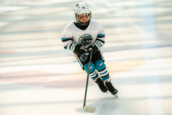 sharks--may1-0024