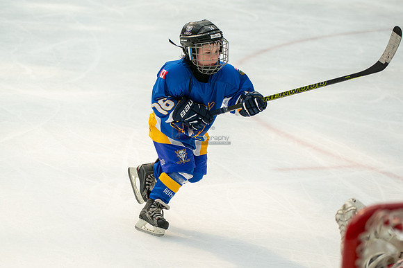 Bisons-2-8