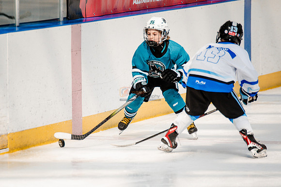 Sharks-may3-0206