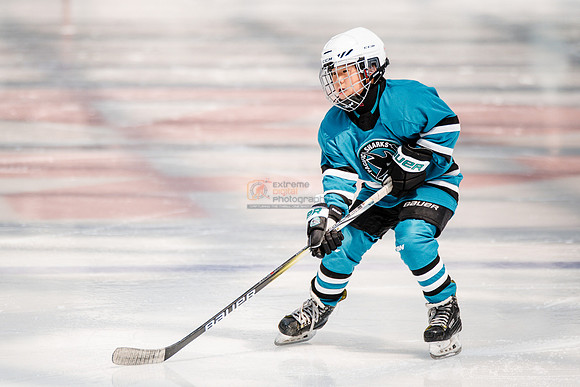 Sharks-may3-0031