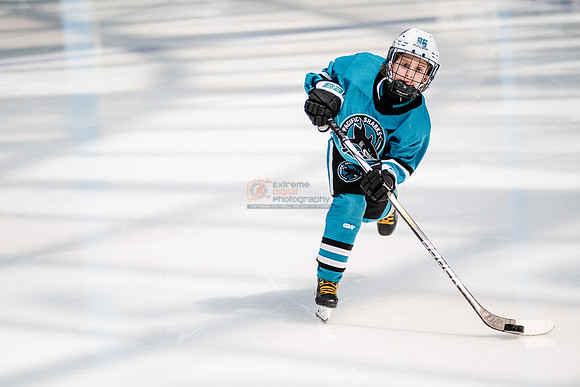Sharks-may3-0041