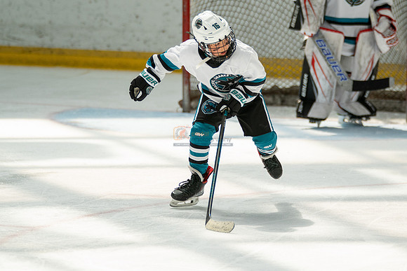 sharks-may2-0362