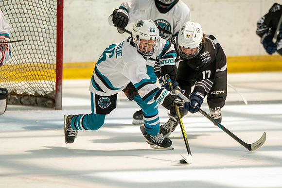 sharks-may2-0392