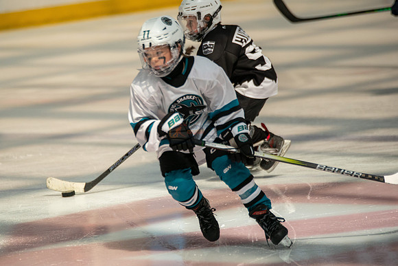 sharks-may2-0255