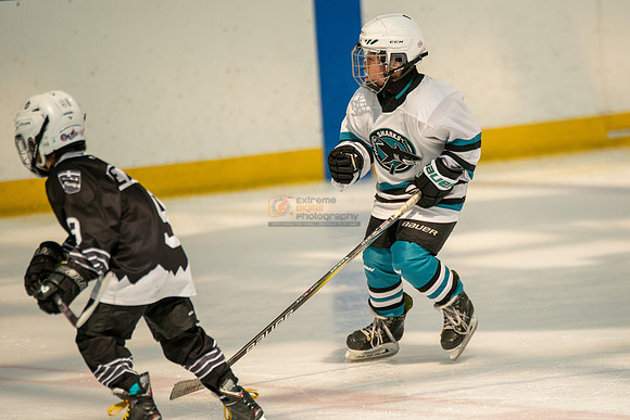 sharks-may2-0238