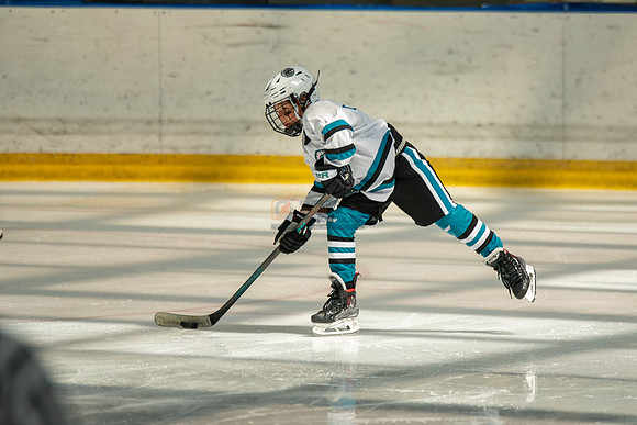 sharks-may2-0135