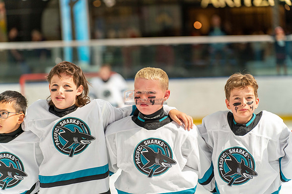 sharks-may2-9560