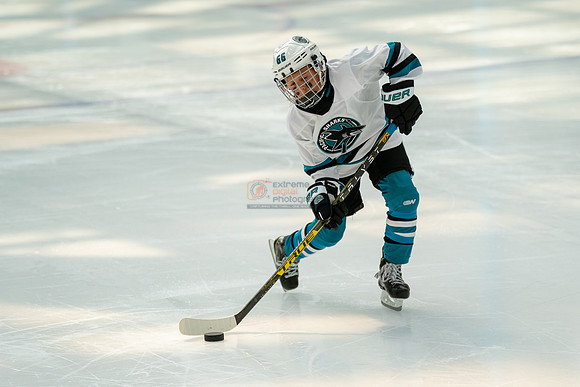 sharks--may1-0031