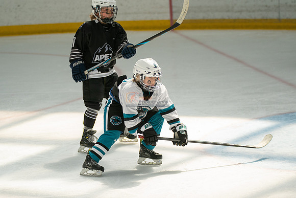 sharks-may2-0286