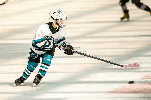 sharks-may2-0274