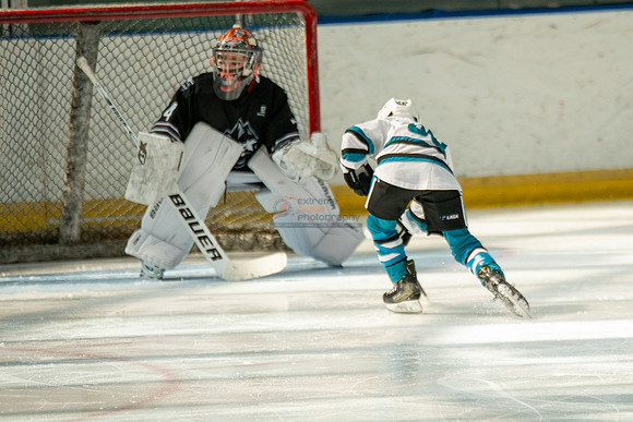 sharks-may2-0090