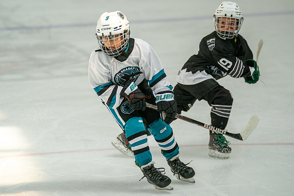 sharks-may2-0280